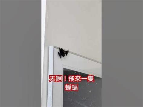 6樓缺點 家裡飛來蝙蝠